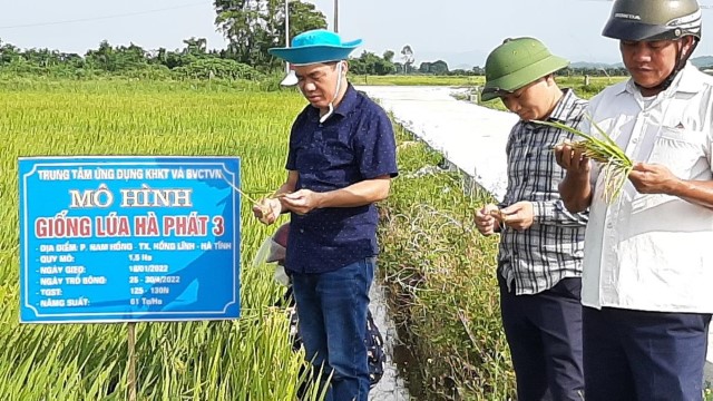 Tổ chức thăm đồng đánh giá năng suất vụ lúa Đông Xuân năm 2022.